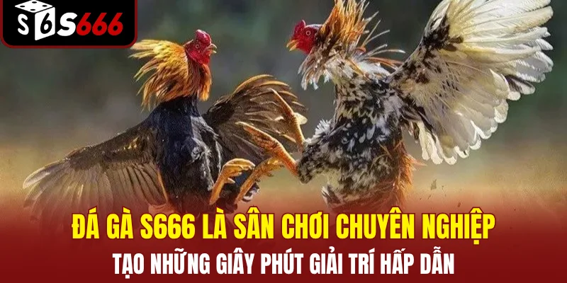 Đá gà S666 là sân chơi chuyên nghiệp, tạo những giây phút giải trí hấp dẫn