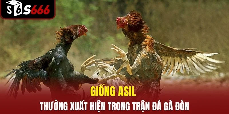 Giống Asil thường xuất hiện trong trận đá gà đòn